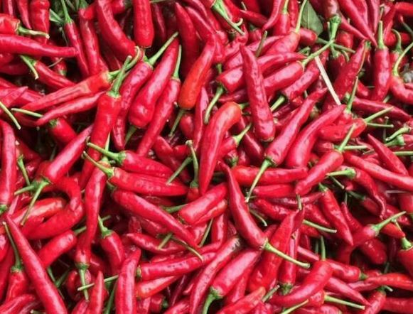 鲜辣椒