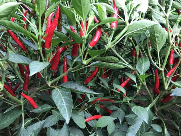 辣椒